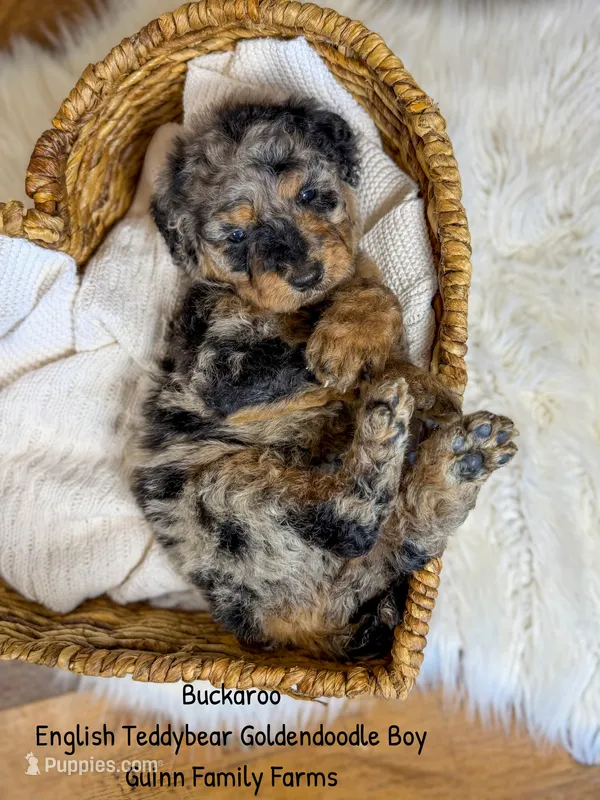 Buckaroo – Goldendoodle puppy for sale in Haslet, TX