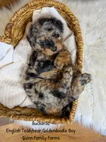 Buckaroo, a male Goldendoodle for sale in Haslet, TX – 1 of 4