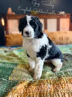 Guy Smiley English Teddybear , a female Goldendoodle and English Goldendoodle for sale in Haslet, TX – Photo 5 of 5