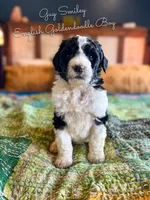 Guy Smiley English Teddybear , a female Goldendoodle and English Goldendoodle for sale in Haslet, TX – Photo 4 of 5