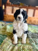 Guy Smiley English Teddybear , a female Goldendoodle and English Goldendoodle for sale in Haslet, TX – Photo 3 of 5