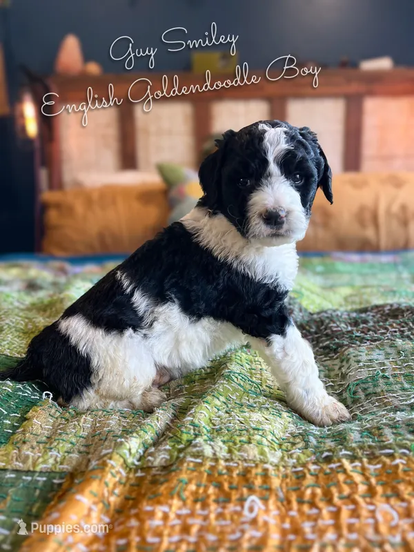 Guy Smiley English Teddybear , a female Goldendoodle and English Goldendoodle for sale in Haslet, TX – Photo 1 of 5