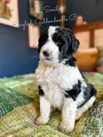 Guy Smiley English Teddybear , a female Goldendoodle and English Goldendoodle for sale in Haslet, TX – Photo 2 of 5