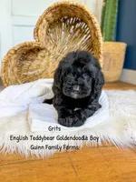 Grits English Teddybear , a male Goldendoodle and English Goldendoodle for sale in Haslet, TX – 9 of 9