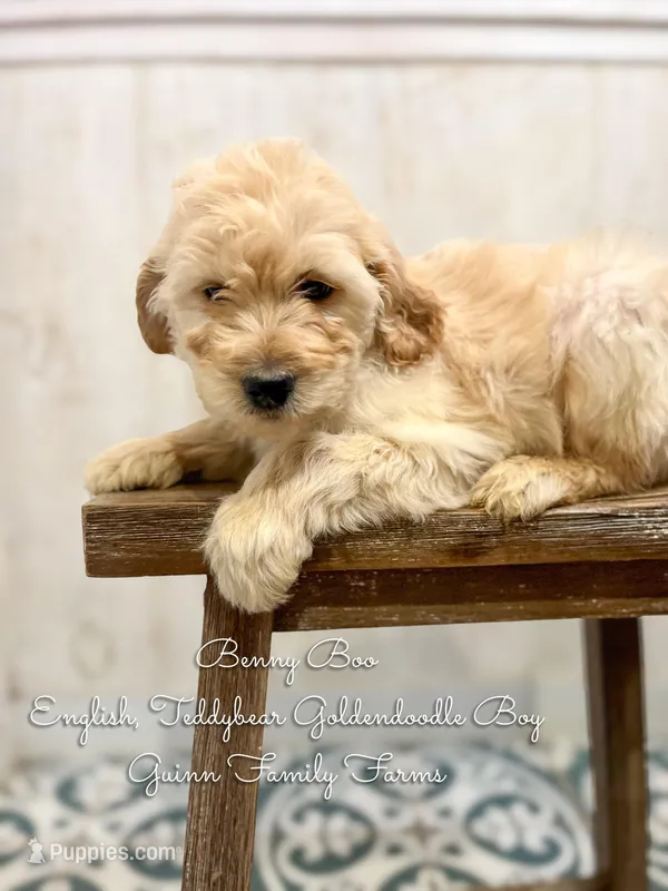 Benny Blue English – Goldendoodle puppy for sale in Haslet, TX