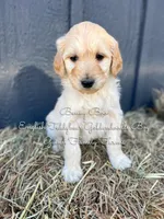 Benny Blue English, a male Goldendoodle for sale in Haslet, TX – Photo 1 of 7