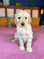 Benny Blue English, a male Goldendoodle for sale in Haslet, TX – Photo 4 of 7