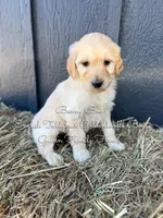 Benny Blue English, a male Goldendoodle for sale in Haslet, TX – Photo 7 of 7