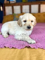 Benny Blue English, a male Goldendoodle for sale in Haslet, TX – Photo 3 of 7