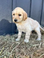 Benny Blue English, a male Goldendoodle for sale in Haslet, TX – Photo 6 of 7