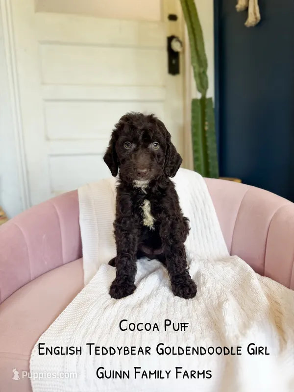 Coco Puff English Teddybear  – Goldendoodle, English Goldendoodle puppy for sale in Haslet, TX