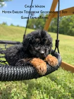 Chuck Wagon, a male Goldendoodle for sale in Haslet, TX – 4 of 9