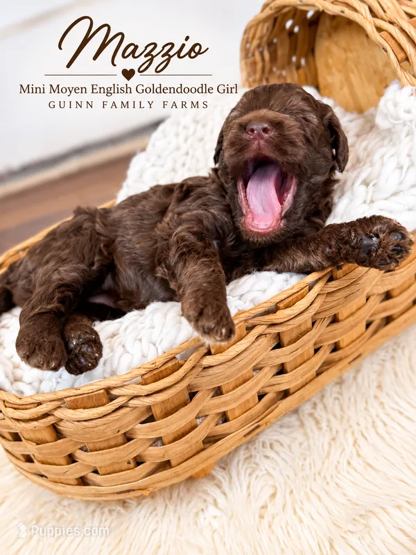 Mazzio Chocolate  – English Goldendoodle, Miniature Goldendoodle puppy for sale in Haslet, TX