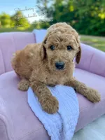 Strawberry Kiss, a female Goldendoodle for sale in Haslet, TX – 3 of 6