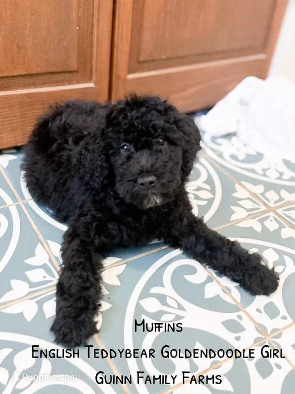 Muffin English  – Goldendoodle, English Goldendoodle puppy for sale in Haslet, TX