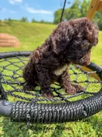 Chocolate Cocoa Puff, a female Goldendoodle and English Goldendoodle for sale in Haslet, TX – 2 of 7