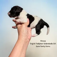 Mimosa English Teddybear , a female Goldendoodle and English Goldendoodle for sale in Haslet, TX – 1 of 4
