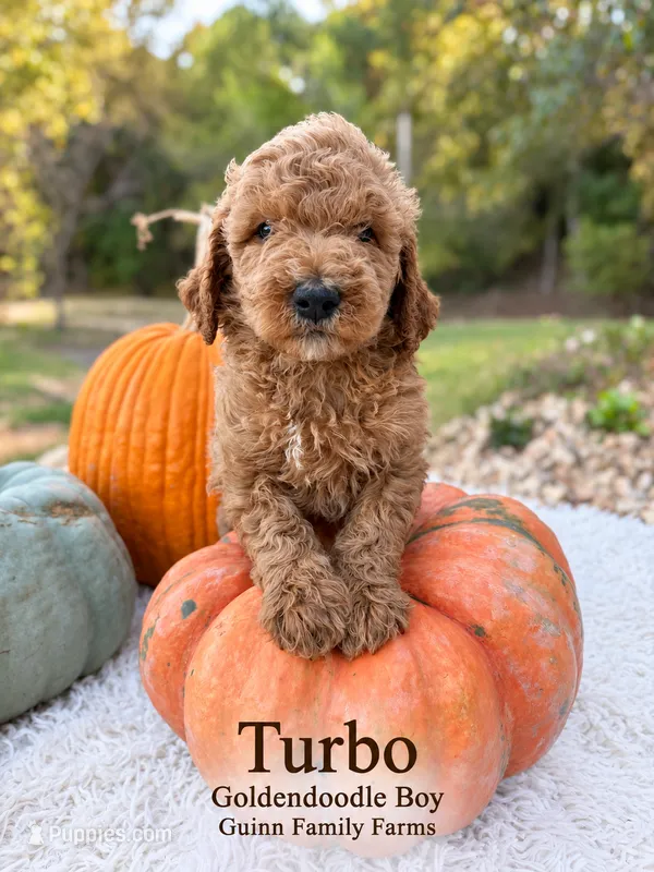 Turbo  – Goldendoodle puppy for sale in Haslet, TX