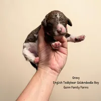 Gravy English Teddybear , a male Goldendoodle and English Goldendoodle for sale in Haslet, TX – 2 of 4