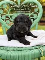 Timmy Two Slices Phantom, a male Labradoodle for sale in Haslet, TX – 1 of 5