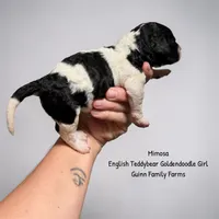 Mimosa English Teddybear , a female Goldendoodle and English Goldendoodle for sale in Haslet, TX – 4 of 4