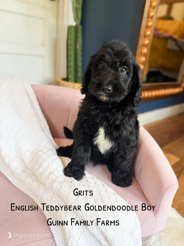 Grits English Teddybear  – Goldendoodle, English Goldendoodle puppy for sale in Haslet, TX
