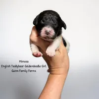 Mimosa English Teddybear , a female Goldendoodle and English Goldendoodle for sale in Haslet, TX – 2 of 4