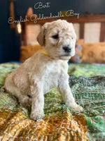 Bert English Teddybear , a female Goldendoodle and English Goldendoodle for sale in Haslet, TX – Photo 2 of 4