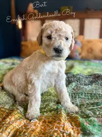 Bert English Teddybear , a female Goldendoodle and English Goldendoodle for sale in Haslet, TX – Photo 3 of 4