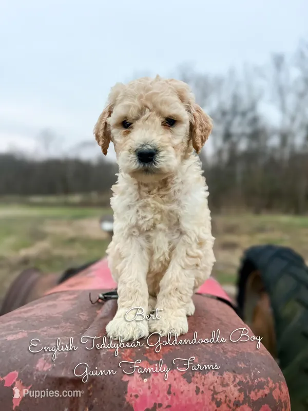 Bert English Teddybear  – Goldendoodle, English Goldendoodle puppy for sale in Haslet, TX
