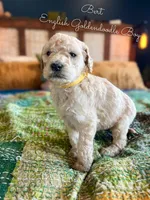 Bert English Teddybear , a female Goldendoodle and English Goldendoodle for sale in Haslet, TX – Photo 4 of 4