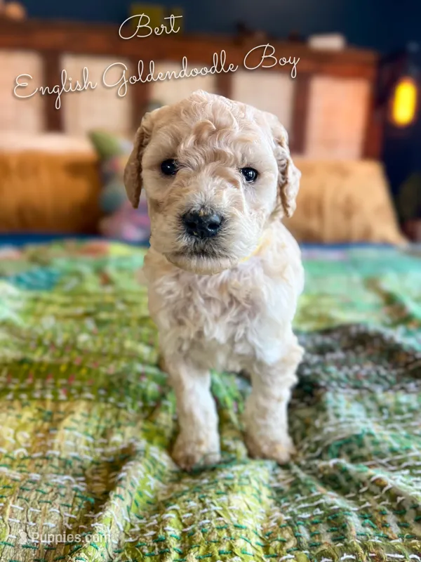Bert English Teddybear , a female Goldendoodle and English Goldendoodle for sale in Haslet, TX – Photo 1 of 4