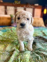 Bert English Teddybear , a female Goldendoodle and English Goldendoodle for sale in Haslet, TX – Photo 1 of 4