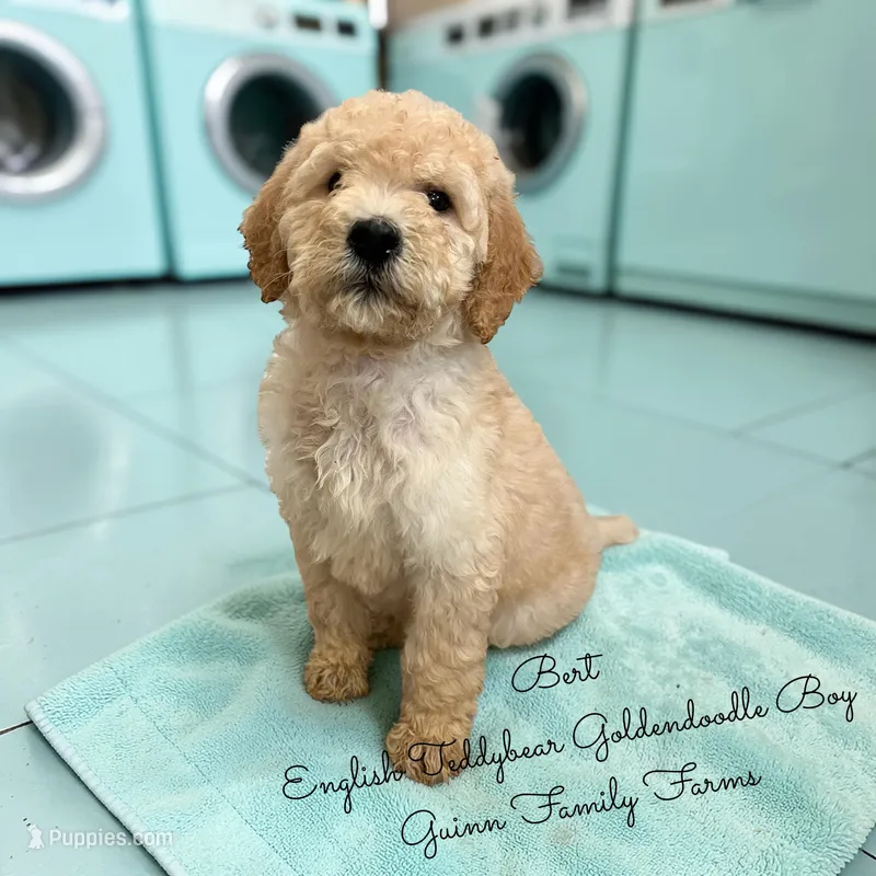 Bert English Teddybear  – Goldendoodle, English Goldendoodle puppy for sale in Haslet, TX
