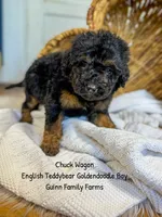 Chuck Wagon, a male Goldendoodle for sale in Haslet, TX – 6 of 6