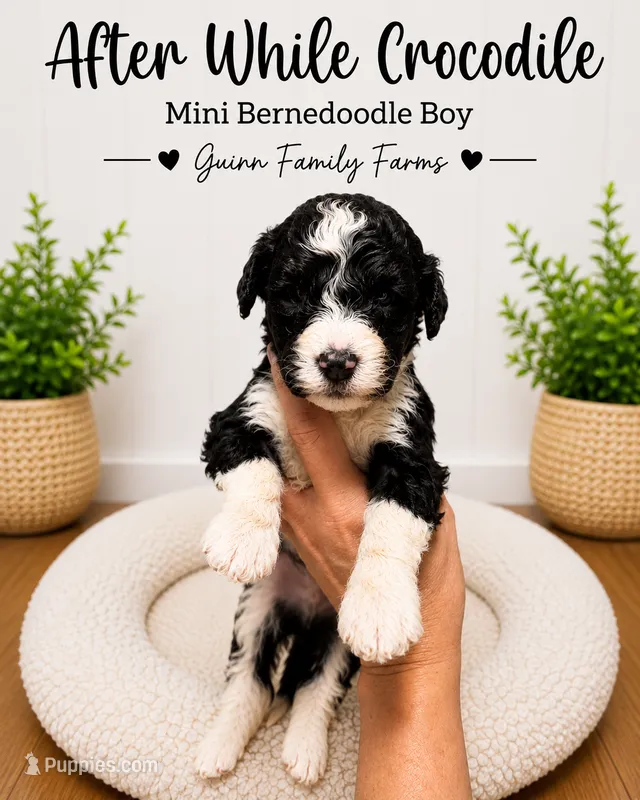 After While Crocodile  – Bernedoodle, Miniature Bernedoodle puppy for sale in Haslet, TX