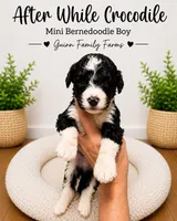 After While Crocodile , a female Bernedoodle and Miniature Bernedoodle for sale in Haslet, TX – 1 of 4