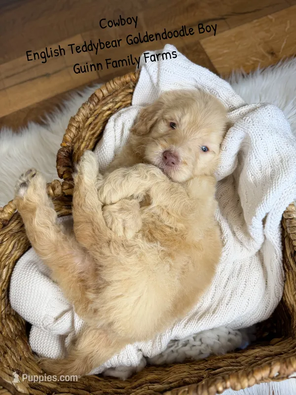 Cowboy  – Goldendoodle puppy for sale in Haslet, TX