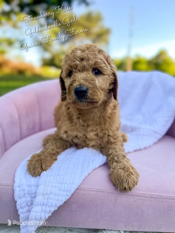 Strawberry Kiss – Goldendoodle puppy for sale in Haslet, TX