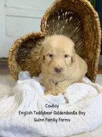Cowboy , a male Goldendoodle for sale in Haslet, TX – 4 of 5