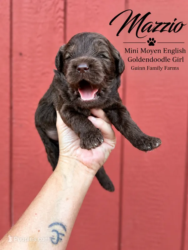 Mazzio Chocolate  – English Goldendoodle, Miniature Goldendoodle puppy for sale in Haslet, TX