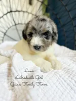 Luna, a female Labradoodle for sale in Haslet, TX – 8 of 9