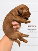 Gasoline , a female Goldendoodle for sale in Haslet, TX – 2 of 4