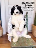 See You Soon Baboon, a female Bernedoodle and Miniature Bernedoodle for sale in Haslet, TX – 2 of 9