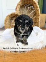 Bit Tri Color, a female Goldendoodle for sale in Haslet, TX – 2 of 5