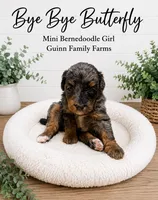 Bye Bye Butterfly, a female Bernedoodle and Miniature Bernedoodle for sale in Haslet, TX – 1 of 4