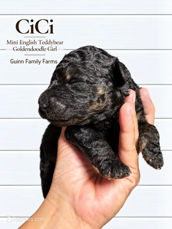 CiCi Phantom – English Goldendoodle, Miniature Goldendoodle puppy for sale in Haslet, TX