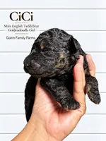 CiCi Phantom, a female English Goldendoodle and Miniature Goldendoodle for sale in Haslet, TX – 1 of 6