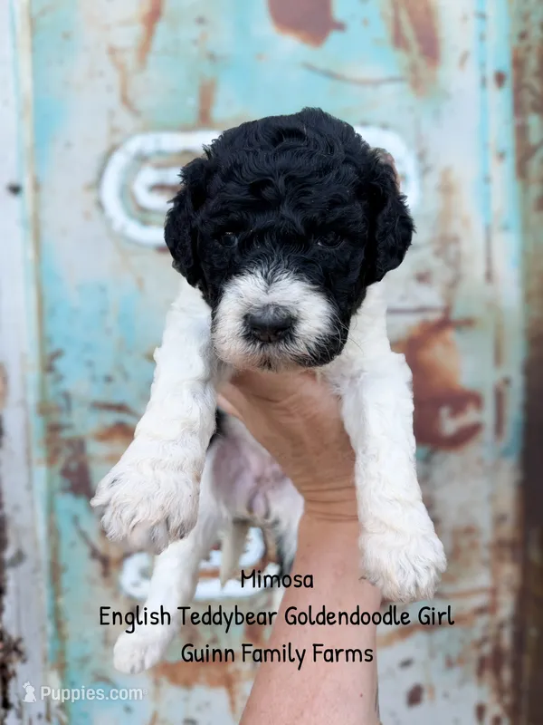 Mimosa English Teddybear  – Goldendoodle, English Goldendoodle puppy for sale in Haslet, TX