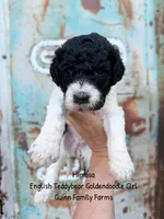 Mimosa English Teddybear Tri Color, a female Goldendoodle and English Goldendoodle for sale in Haslet, TX – 4 of 7